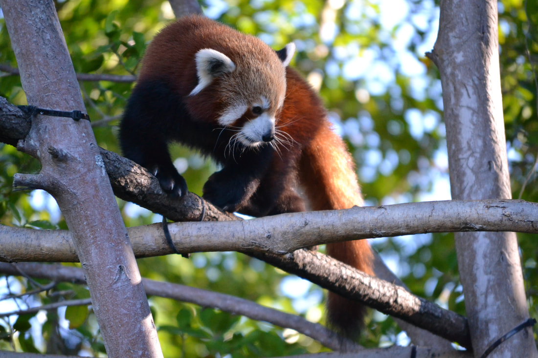 Red Panda in trees at Australia Zoo - The Four Most Ethical Wildlife Encounters along Australia's Eastern Coast