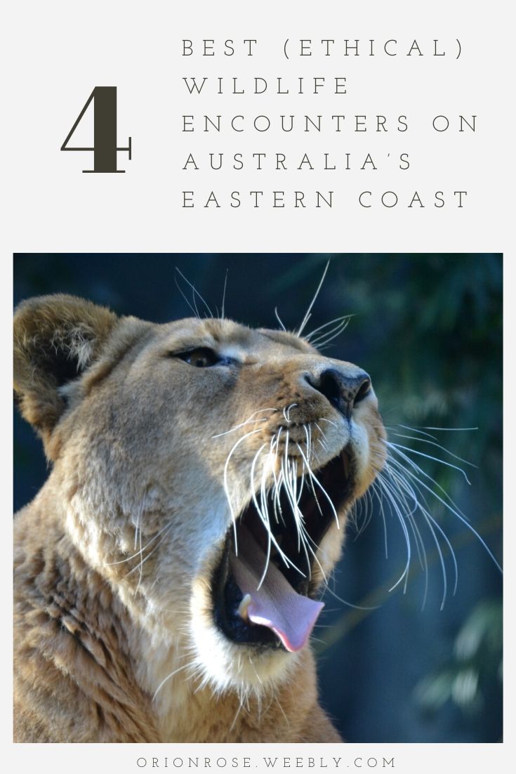 4 Best (Ethical) Wildlife Encounters Along Australia’s Eastern Coast