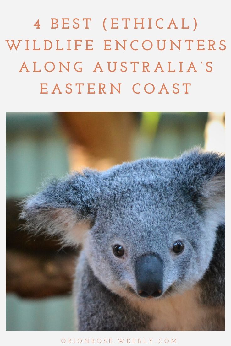 4 Best (Ethical) Wildlife Encounters Along Australia’s Eastern Coast