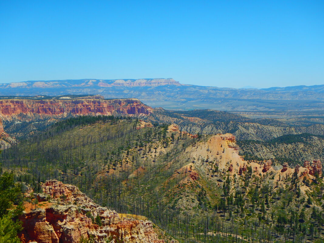 A photograph of Bryce Canyon, featuring a forest.