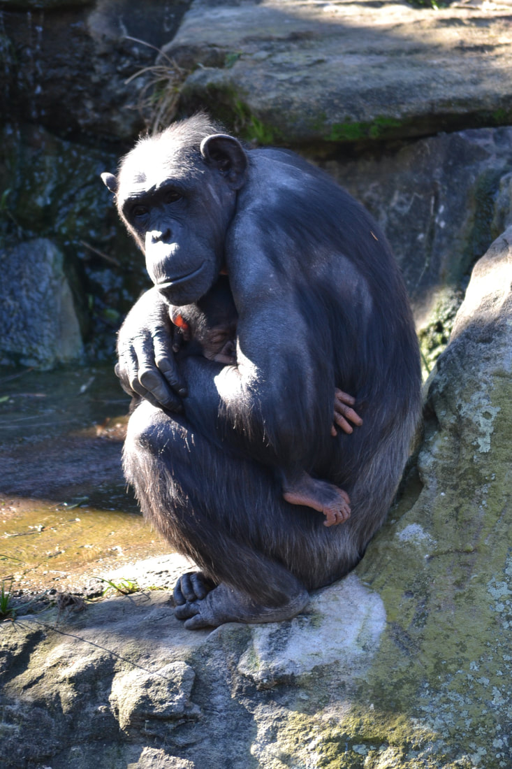 Mother and child chimpanzees at Taronga Zoo Sydney - Four Ethical Wildlife Encounters along Australia's Eastern Coast