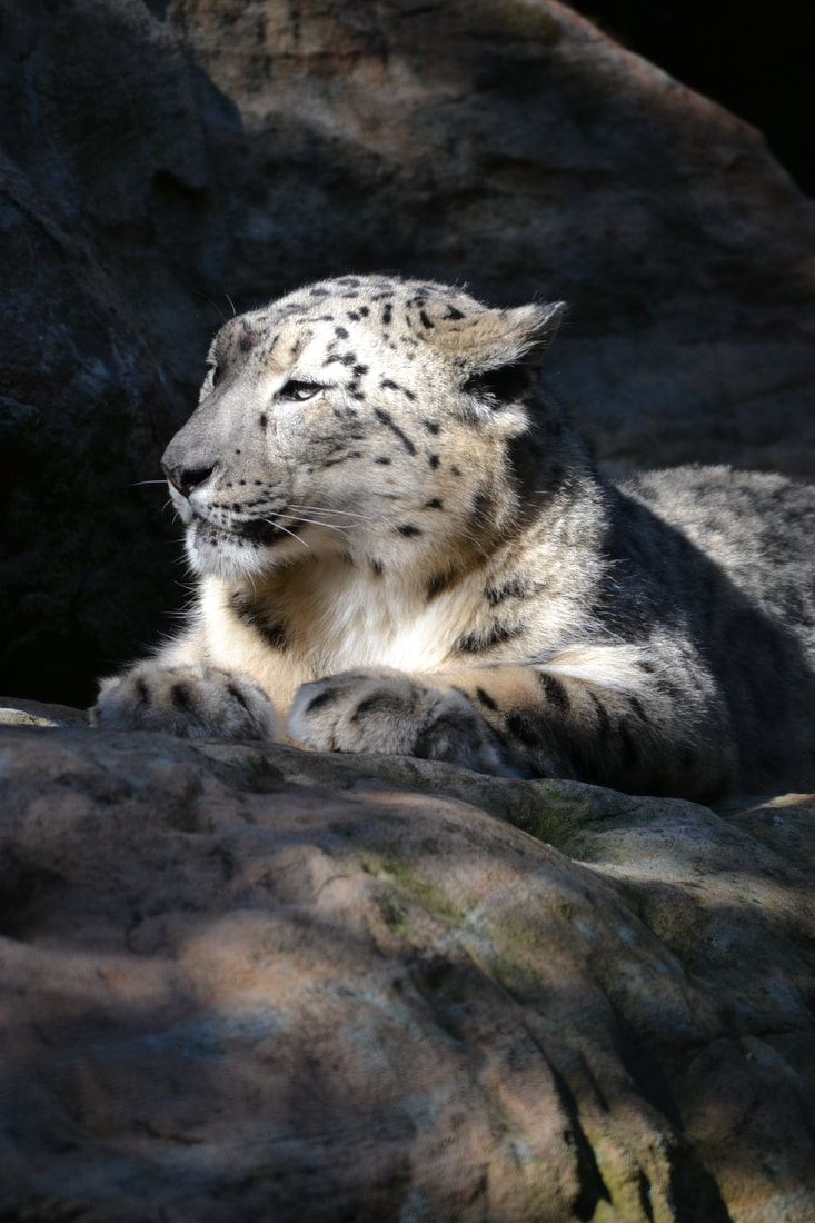 Snow Leopard lying in the sun at Taronga Zoo Sydney - Four Ethical Wildlife Encounters along Australia's Eastern Coast