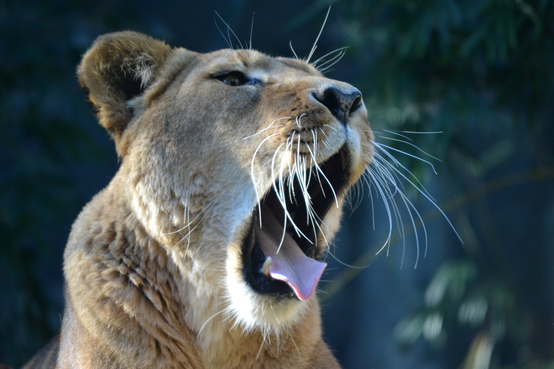 Lioness yawning at Taronga Zoo Sydney - Four Ethical Wildlife Encounters along Australia's Eastern Coast
