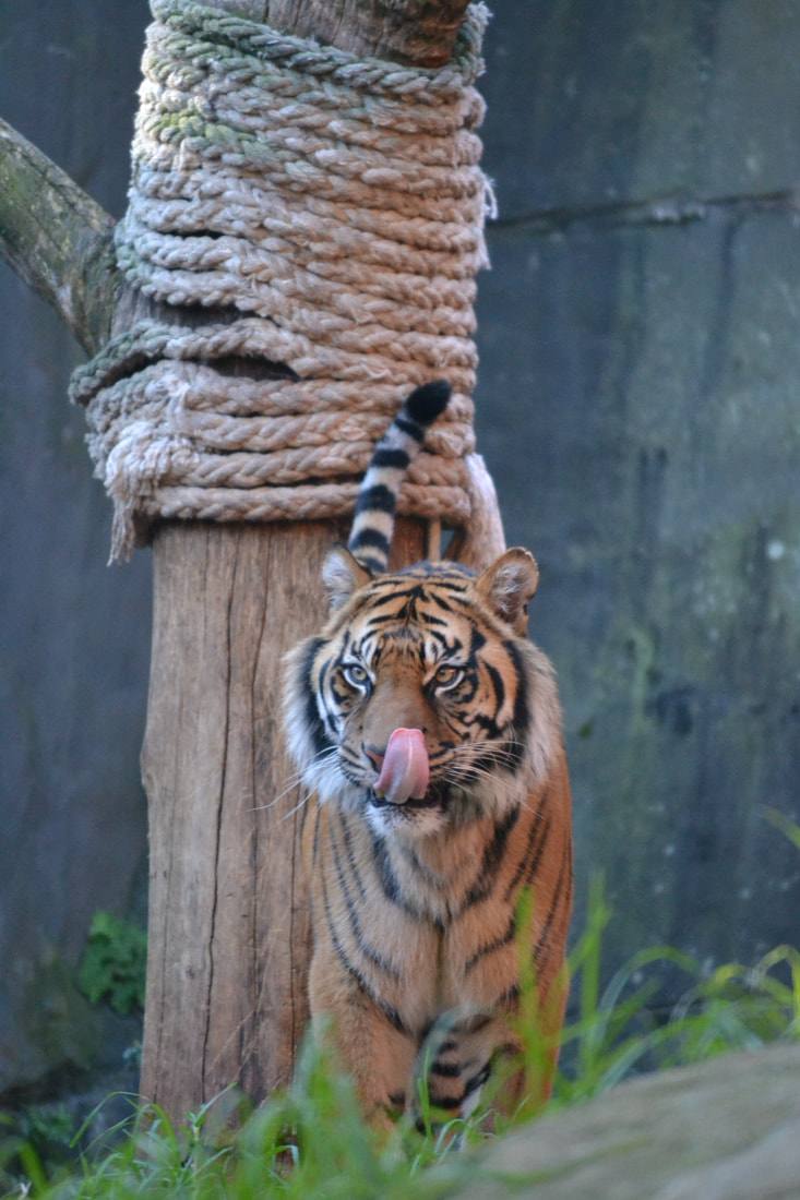 Playful tiger standing and licking lips at Taronga Zoo Sydney - Four Ethical Wildlife Encounters along Australia's Eastern Coast