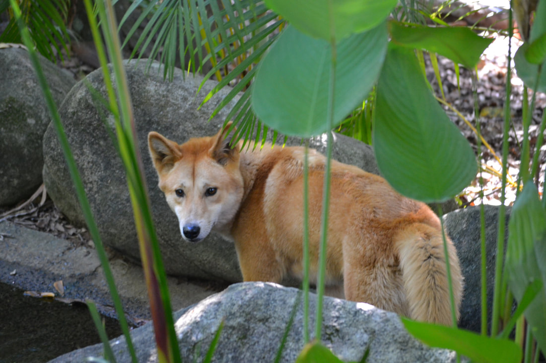 Dingo at Australia Zoo - The Four Most Ethical Wildlife Encounters along Australia's Eastern Coast