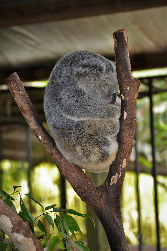 Koala sleeping at the Lone Pine Koala Sanctuary - Four Ethical Wildlife Encounters along Australia's Eastern Coast