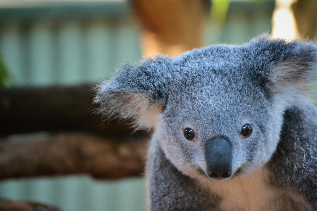 Adorable koala face closeup at Lone Pine Koala Sanctuary - Four Ethical Wildlife Encounters along Australia's Eastern Coast