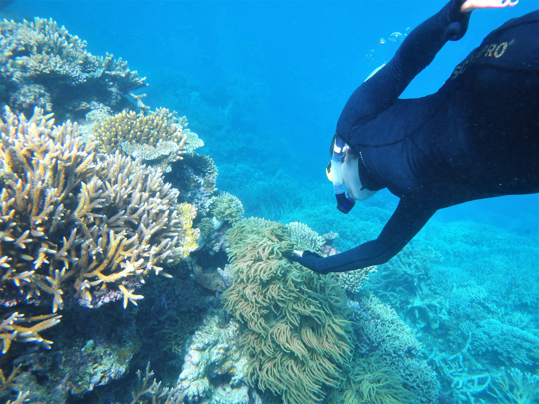 Snorkeler touching coral at the Great Barrier Reef - The Four Most Ethical Wildlife Encounters along Australia's Eastern Coast
