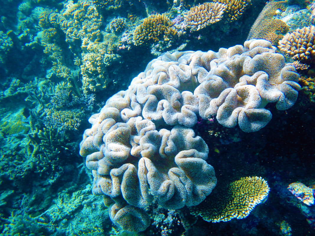 Coral formation at the Great Barrier Reef - The Four Most Ethical Wildlife Encounters along Australia's Eastern Coast