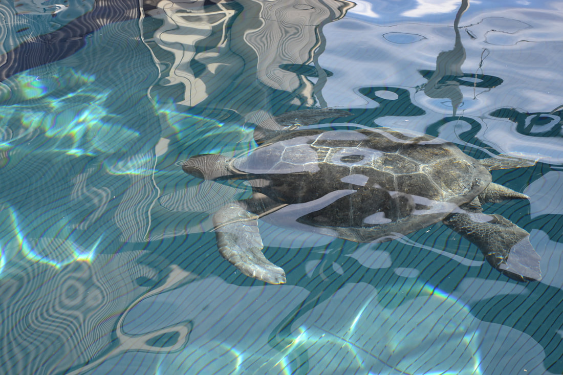 A picture of a small sea turtle in a pool behind the scenes at Monterey Bay Aquarium