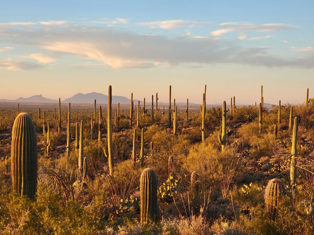 How to Visit Saguaro National Park West in Half a Day - KRIS ORION ROSE